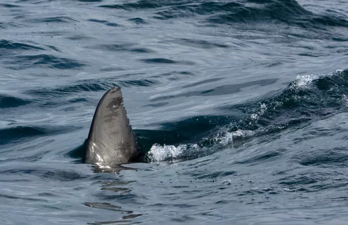 «Στα σαγόνια του καρχαρία» κολυμβητής στο Σίδνεϊ-Η πρώτη θανάσιμη επίθεση εδώ και δεκαετίες