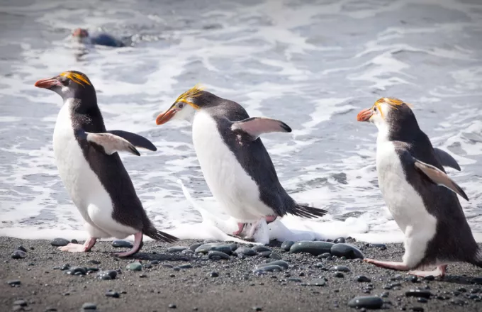Ανταρκτική: Ανακαλύφθηκαν νέες αποικίες αυτοκρατορικών πιγκουίνων από τον ευρωπαϊκό δορυφόρο