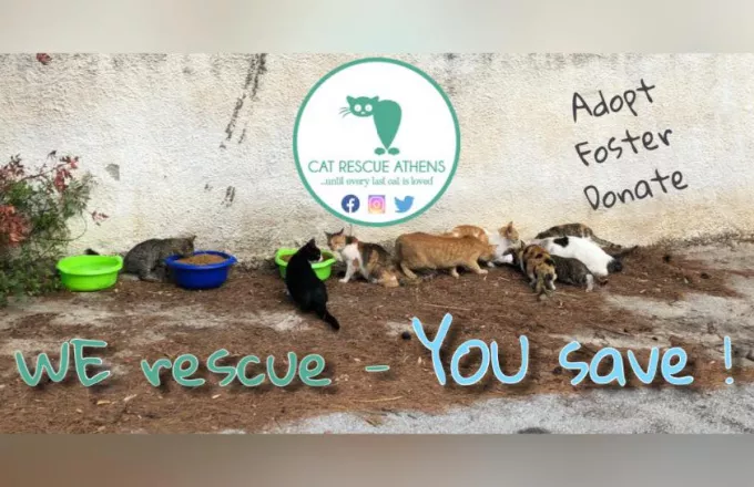 Οι φύλακες-άγγελοι των γατιών: Cat Rescue Athens (pics)