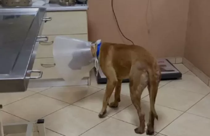 Εμφανίστηκε στις Αρχές ο άνδρας που βασάνισε τον σκύλο στην Κρήτη