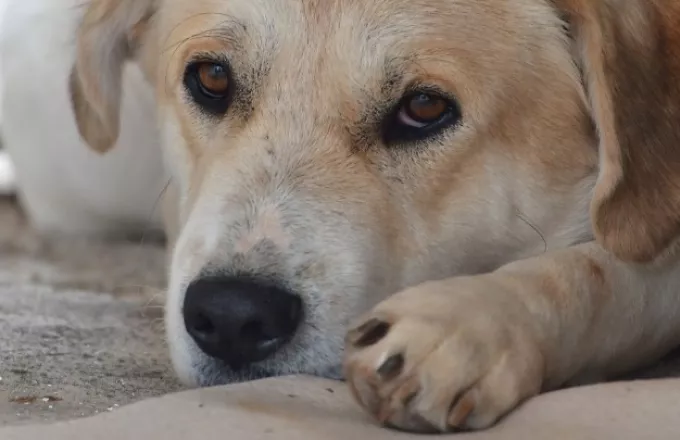 Βόλος: Νεκρό κυνηγόσκυλο επί 10 μέρες στο σπιτάκι του