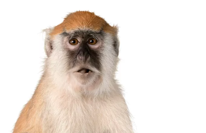 Ρωσία: Έρευνα της Δικαιοσύνης για... "μαϊμού ναζί" σε τσίρκο (φωτό - video)