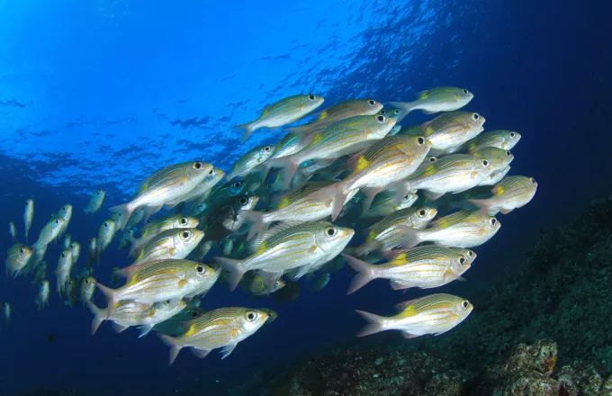 Νέα μελέτη: Oι ωκεανοί ανανεώνονται καθώς τα ψάρια αναπαράγονται 