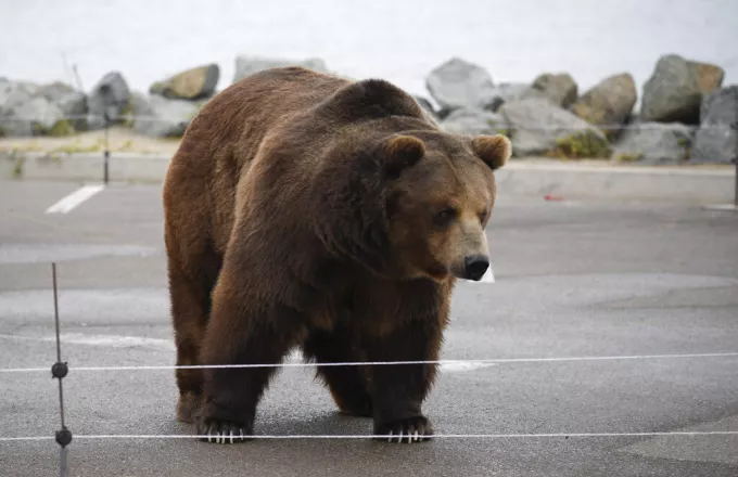 Ταξιάρχης: Νέα εμφάνιση της αρκούδας που κάνει «άνω-κάτω» το χωριό