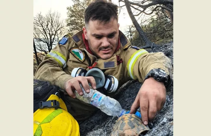 Αχαΐα: Συγκινητική εικόνα με πυροσβέστη που δίνει νερό σε χελώνα μετά τη φωτιά