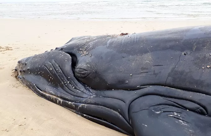 Εντυπωσιακά πλάνα από την διάσωση τεράστιας φάλαινας στην Αργεντινή (vid)