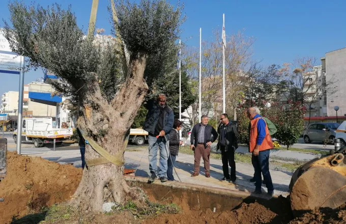 Θεσσαλονίκη: Εφτά αιωνόβια ελαιόδεντρα «ξαναριζώνουν» στο δήμο Ευόσμου-Κορδελιού