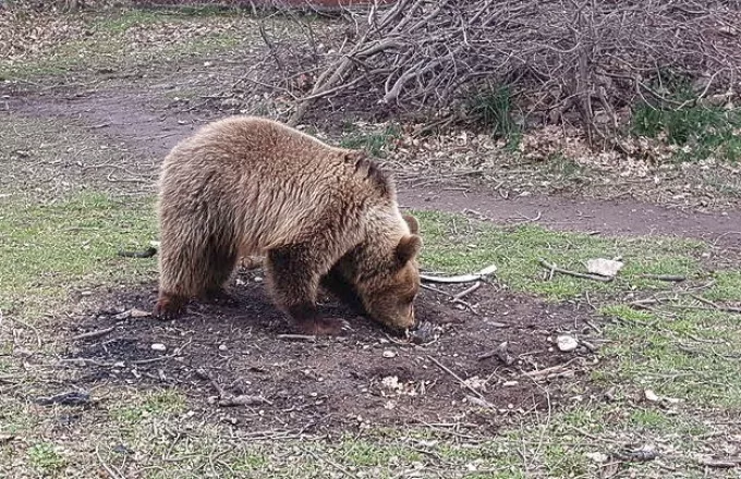 Αρκούδα βγήκε βόλτα στην πόλη της Φλώρινας (video)