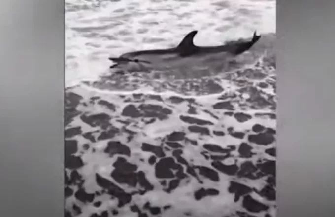 Mυτιλήνη: Νεκρό δελφίνι ξεβράστηκε στην παραλία της Νυφίδας-Σπαρταρούσε για να σωθεί-Βίντεο
