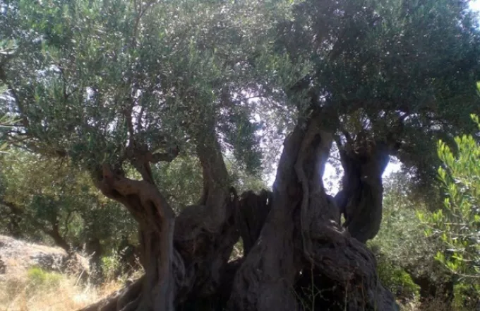 «Αιωνόβιες ταξιδιώτισσες»: Δύο ελιές 150 και 500 ετών από την Αχαΐα στον δήμο Αγίου Δημητρίου