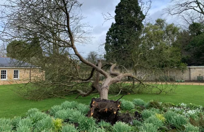 Η καταιγίδα Eunice ξερίζωσε την «Μηλιά του Νεύτωνα» στον Βοτανικό Κήπο του Κέιμπριτζ