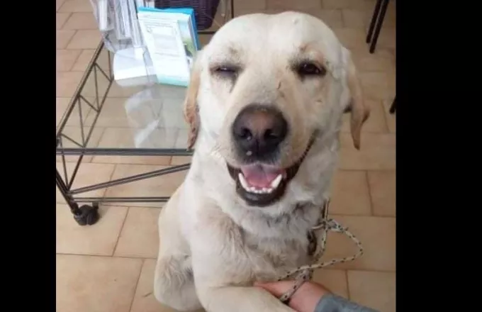 Πυροβόλησαν σκύλο στα Χανιά: Έχασε το μάτι του - Τον έσωσε αστυνομικός