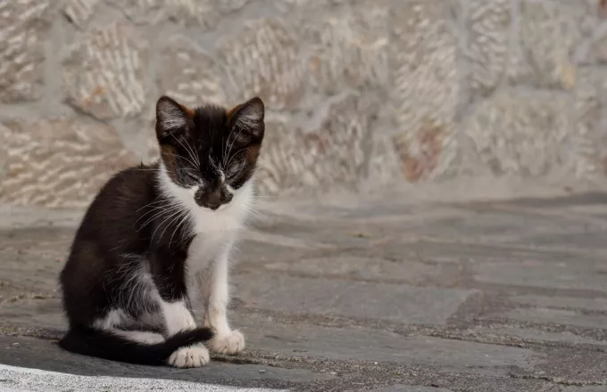 Εύβοια: Νέος βίαιος θάνατος γάτας