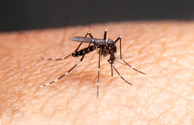 Εφαρμογή στα κινητά προβλέπει αν και σε ποιες περιοχές θα έχει πολλά κουνούπια