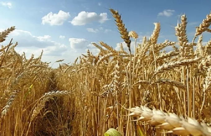 Βουτιά άνω του 6% για το σιτάρι μετά την απόφαση της  Ρωσίας να επιστρέψει στη συμφωνία