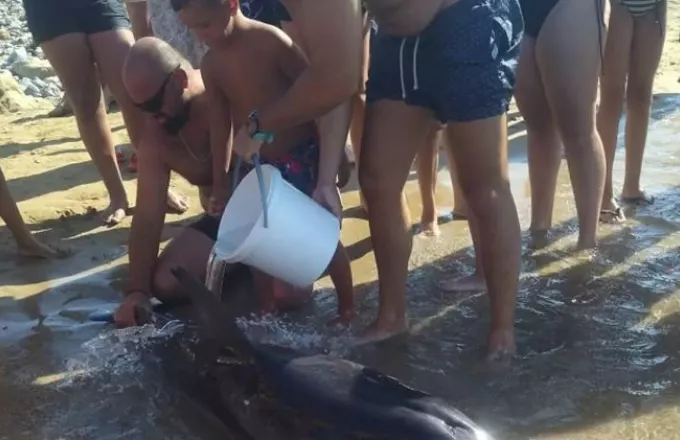 Τραυματισμένο δελφίνι στην Κρήτη