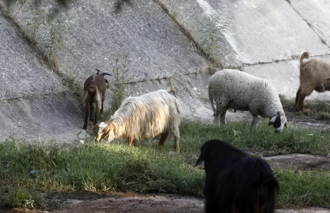 Kρούσμα πανώλης σε αιγοπρόβατα στην Καλαμπάκα