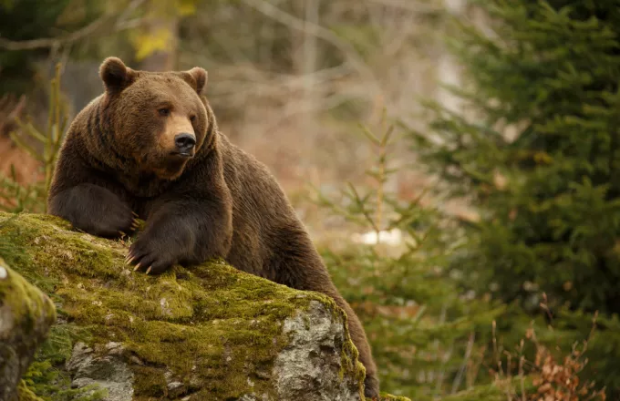 Τρεντίνο: Αιχμαλωτίστηκε και θανατώθηκε δεύτερη αρκούδα που τραυμάτισε πεζοπόρο