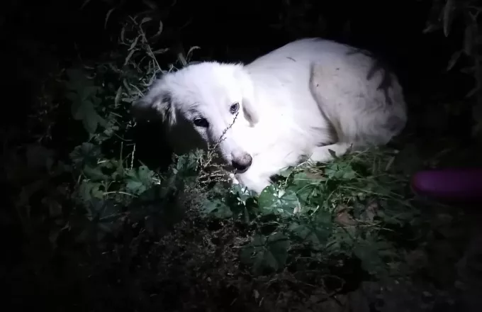 Χορτιάτης Θεσσαλονίκης: Αφημένα στην τύχη τους, και στα γρανάζια της γραφειοκρατίας έξι σκυλιά