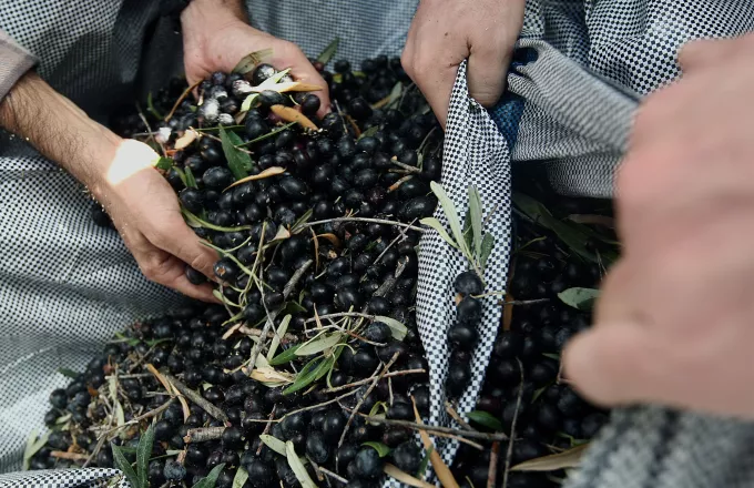 Μαζευαν ελιές σε ξένο χωράφι στην Κρήτη