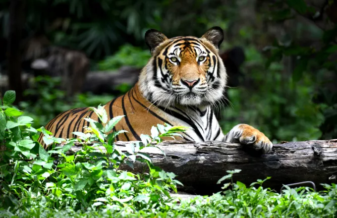Τίγρεις της Βεγγάλης κατασπάραξαν παππού και εγγονό στην Ινδία