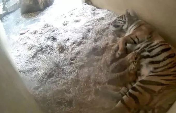 Ηνωμένο Βασίλειο: Βίντεο δείχνει τη στιγμή που δύο σπάνια τιγράκια γεννιούνται σε ζωολογικό κήπο