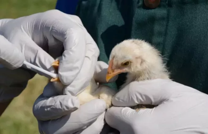 Παγκόσμιος Οργανισμός Υγείας: «Ανησυχητική» η κατάσταση με τη γρίπη των πτηνών