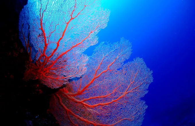 Το κόκκινο κοράλι 