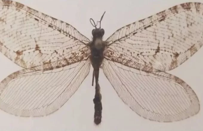 Το εξαφανισμένο έντομο