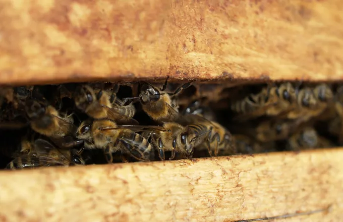 Ενισχύσεις μελισσοκόμος