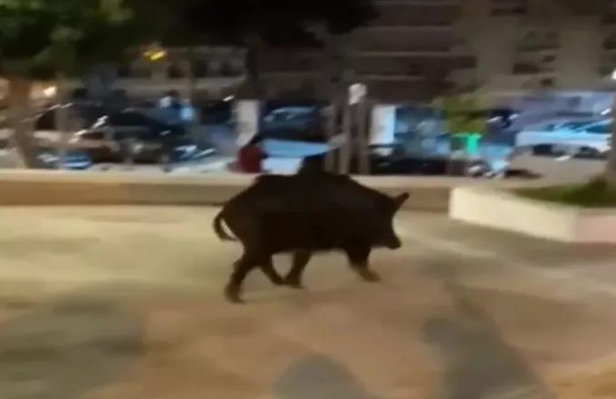 Αγριογούρουνο απολαμβάνει νυχτερινή βόλτα σε πάρκο της Θεσσαλονίκης