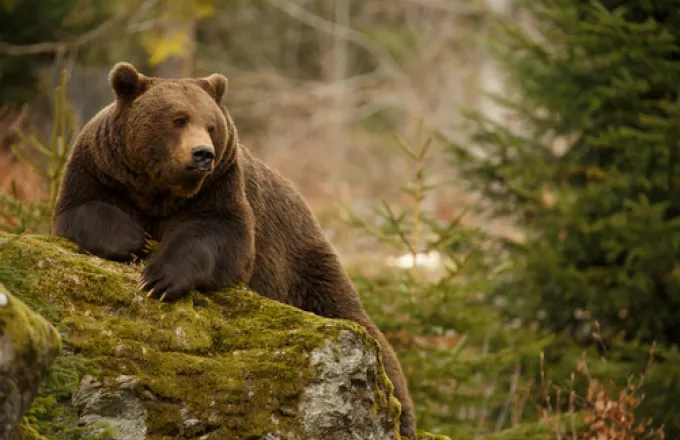 Ιταλία: Η κυβέρνηση εξετάζει το ενδεχόμενο μετεγκατάστασης των αρκούδων του Τρεντίνο, μετά τον θάνατο ενός 26χρονου