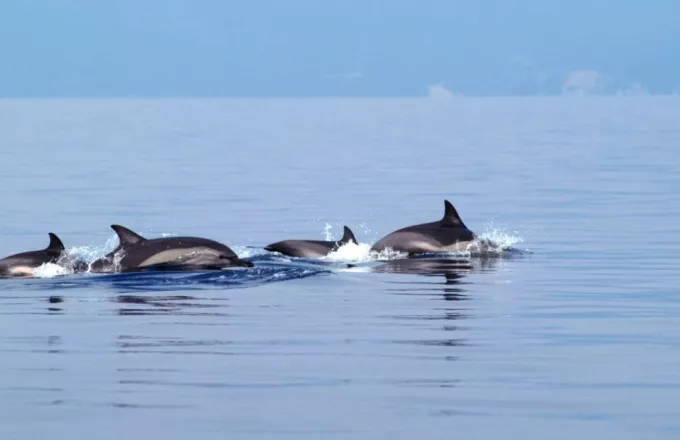Δελφίνια κάνουν βόλτες κοντά στο λιμάνι Λουτρακίου