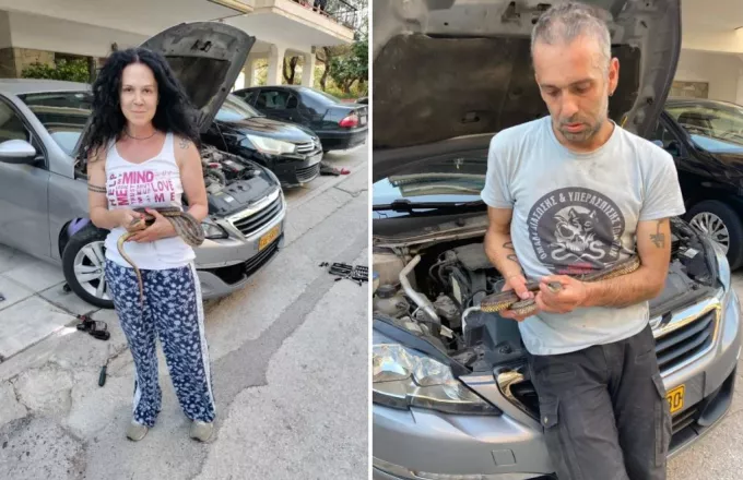 Θεσσαλονίκη: Φίδι είχε κρυφτεί σε καπό αυτοκινήτου - Εθελοντές απομάκρυναν το ερπετό