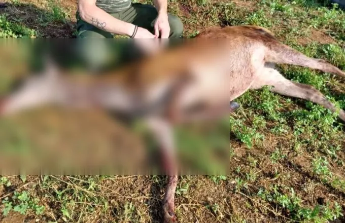 Σκότωσαν ελάφι στην Κερκίνη - Ζούσε σε εγκαταλελειμένη φάρμα με περίπου 18 ελάφια 