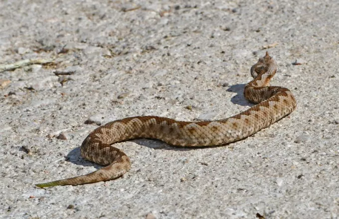 Λάρισα: Φίδι ξεπρόβαλε από την μπανιέρα διαμερίσματος