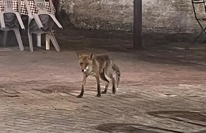 Η αλεπού που φέρνει βόλτες τη νύχτα στην πλατεία