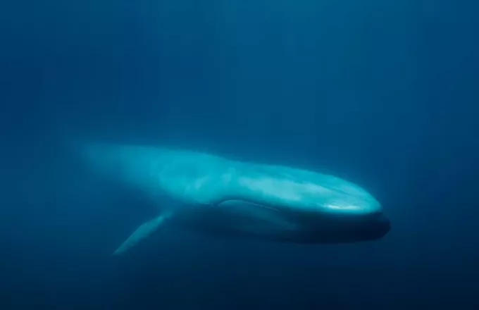 «Blue Whales: Return of the Giants»: Το ντοκιμαντέρ για την επιστροφή των μπλε φαλαινών