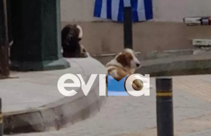 Εύβοια: Oργή για τον πυροβολισμό του σκυλιού- «μασκότ» της Κύμης