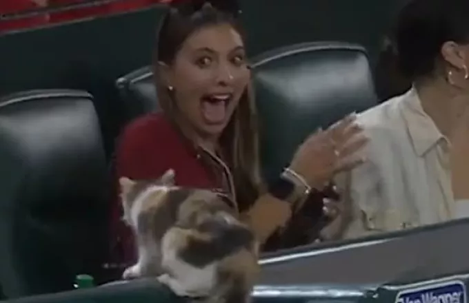Γάτα «τρομοκρατεί» συζύγους αθλητών σε αγώνα μπέιζμπολ