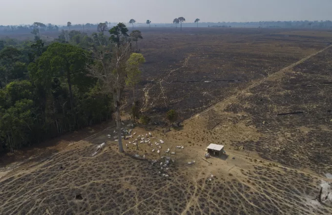 Κορύφωση του καύσωνα στην Ισπανία και δεκάδες χιλιάδες καμένα στρέμματα δασικής γης στην Πορτογαλία