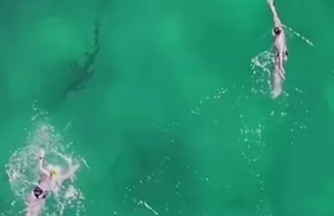 Καρχαρίας κολυμπά ανενόχλητος δίπλα σε ανθρώπους σε παραλία της Αυστραλίας - Δείτε Βίντεο