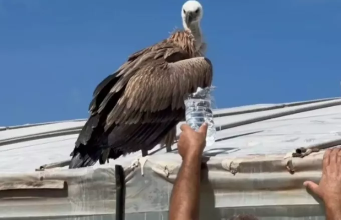 Εξαντλημένο και σε άσχημη κατάσταση βρέθηκε άγριο πτηνό σε θερμοκήπιο στην Κρήτη