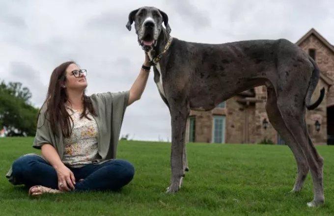 Πέθανε ο Δίας, ο ψηλότερος σκύλος στον κόσμο