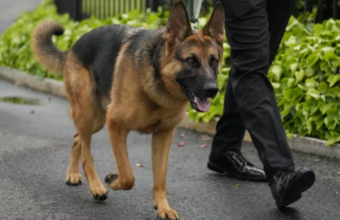 Κομάντερ: Απομακρύνεται ο σκύλος του Μπάιντεν μετά από επιθέσεις σε αξιωματικούς