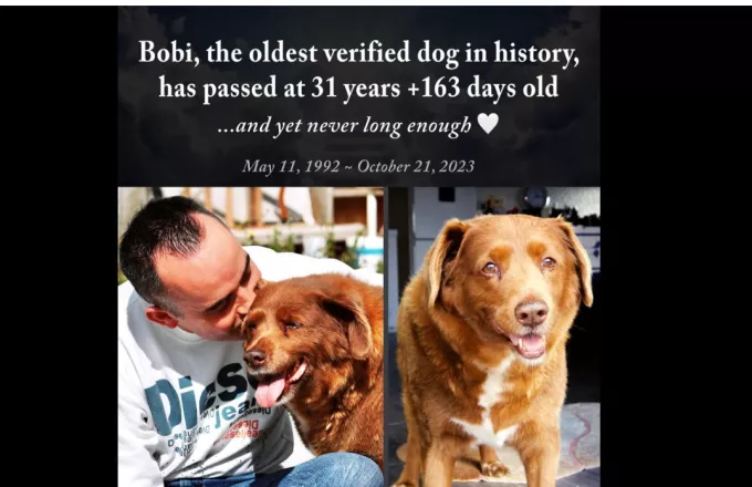 Πορτογαλία: Πέθανε ο Μπόμπι, ο γηραιότερος σκύλος στον κόσμο