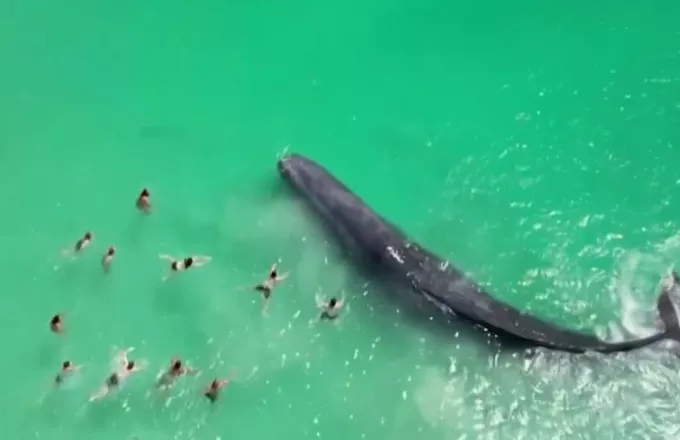 Πέθανε η φάλαινα που κολυμπούσε μαζί με ανθρώπους σε ακτή της Αυστραλίας