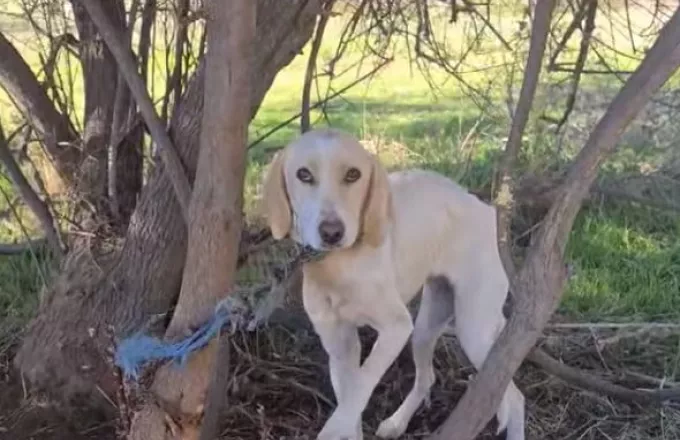 Έδεσαν σκύλο σε δέντρο, χωρίς τροφή και νερό