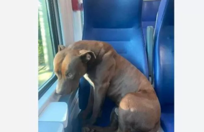 Σκύλος ταξίδεψε μόνος του με τρένο