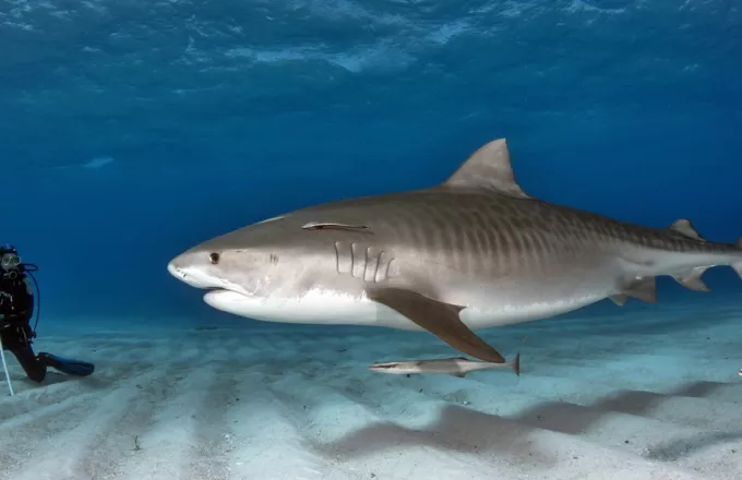 Tiger shark